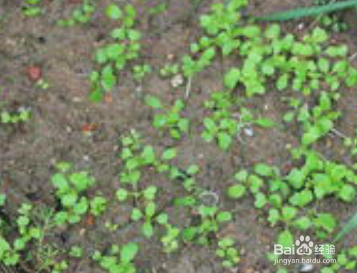 自家室内用这种方法栽培香菜