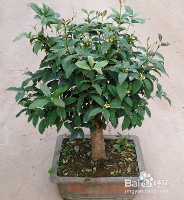 盆栽四季桂花树怎么养才长得好