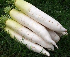 萝卜排骨汤的做法