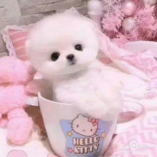 茶杯犬怎么养