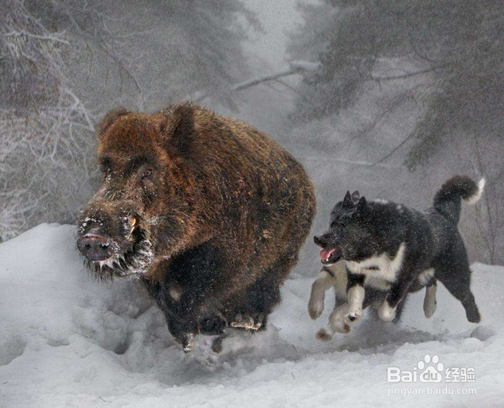 动物为什么可以预知地震