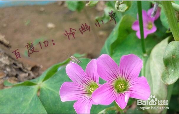 怎样给图片去水印 美图秀秀去水印教程