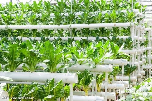 在家无土栽培种蔬菜