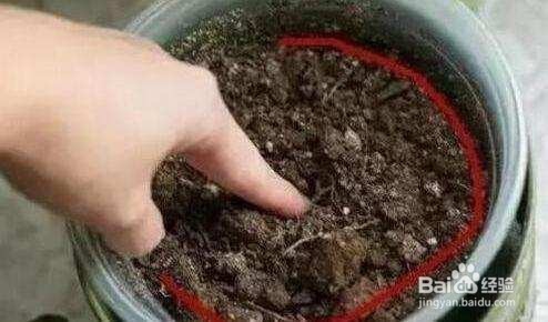 君子兰不开花怎么办? 盆里倒两滴油, 花开不断