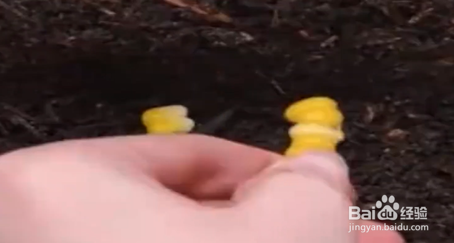 如何快速种菜