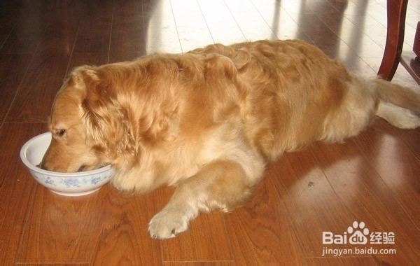 金毛犬喂食鸡架的正确方法
