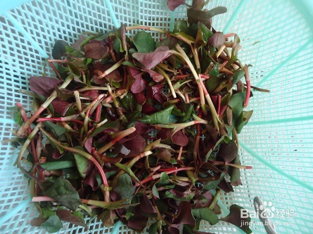 鱼腥草怎么煮水喝