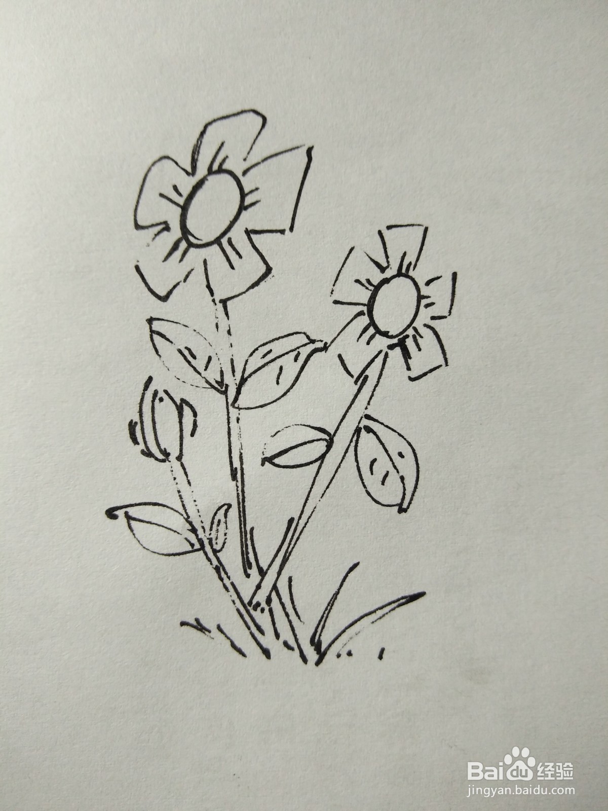 简笔画花朵图片