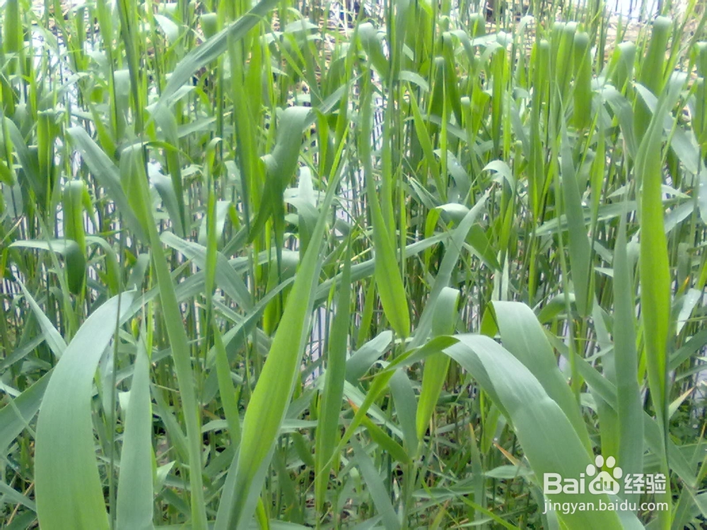 芦苇种植的技术