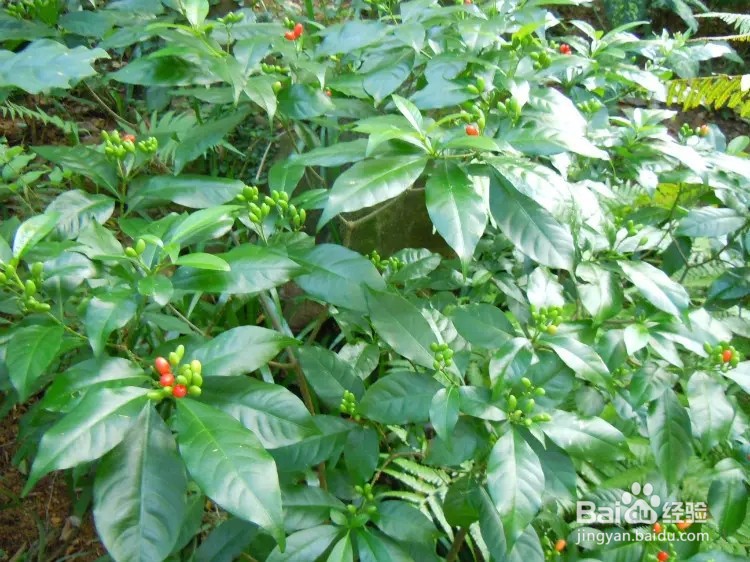 蚂蚁庄园：辣椒传入我国前民间用什么作辛辣调料