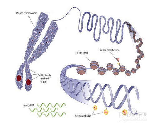 婴儿湿疹怎么引起的