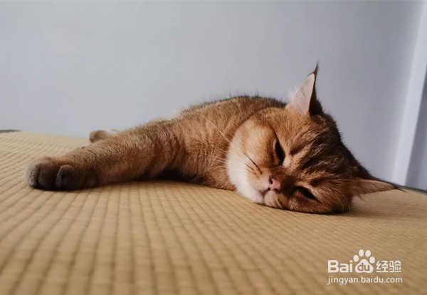 领养猫咪需要注意什么