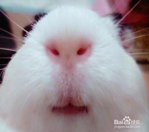 如何清洁荷兰猪