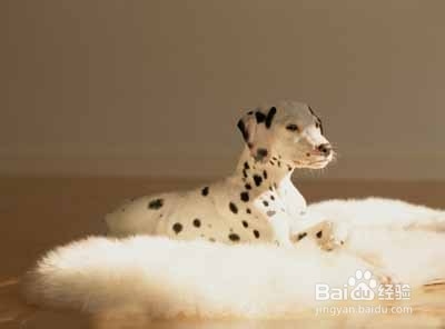 九个妙招纠正狗狗不良习惯