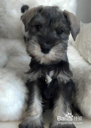 雪纳瑞饲养指南