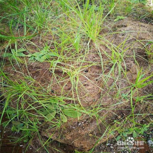植物纤维毯是如何施工的?