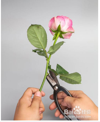 鲜花养护方法