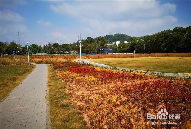 深圳宝安新安花田好玩吗