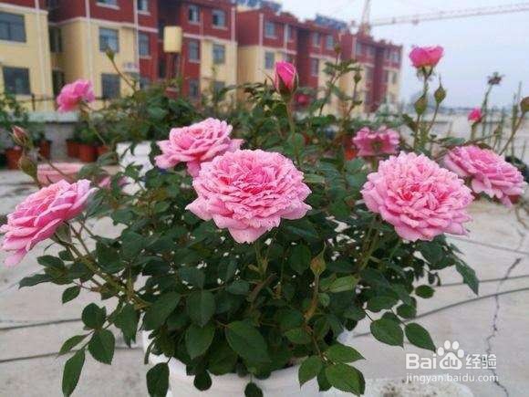 土壤板结不容忽视，掌握小技巧轻松解决！