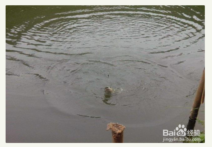 怎样知道大鱼进窝