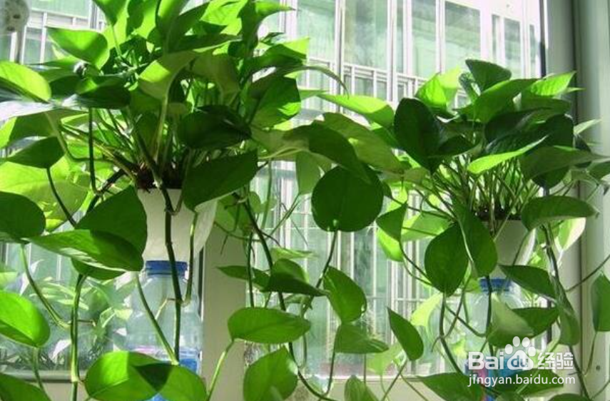 绿罗的养植方法