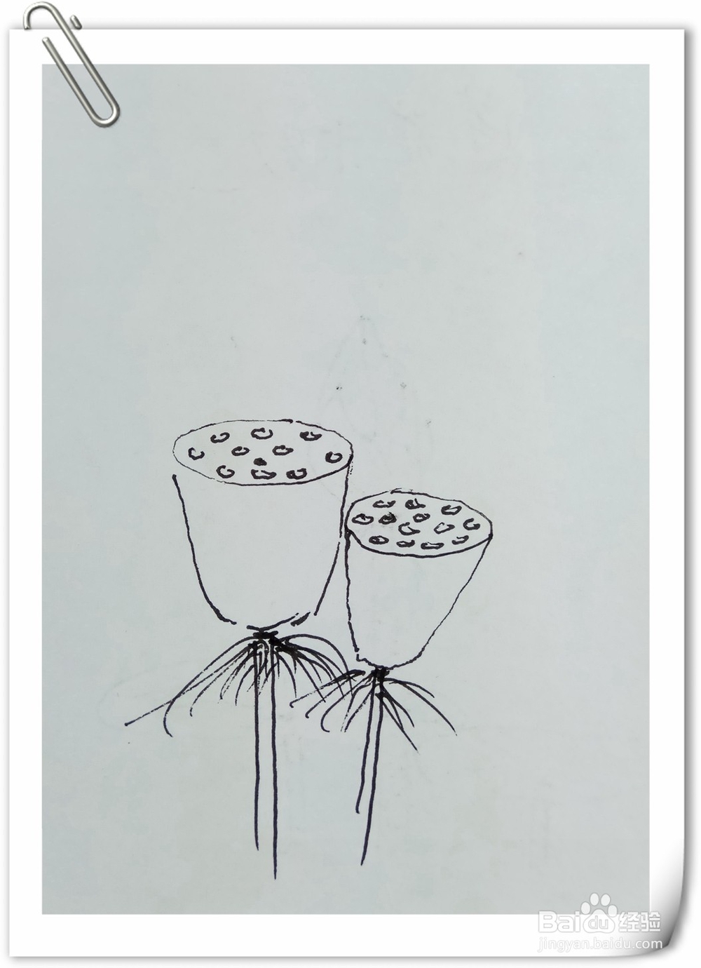 怎样画钢笔画莲子蓬