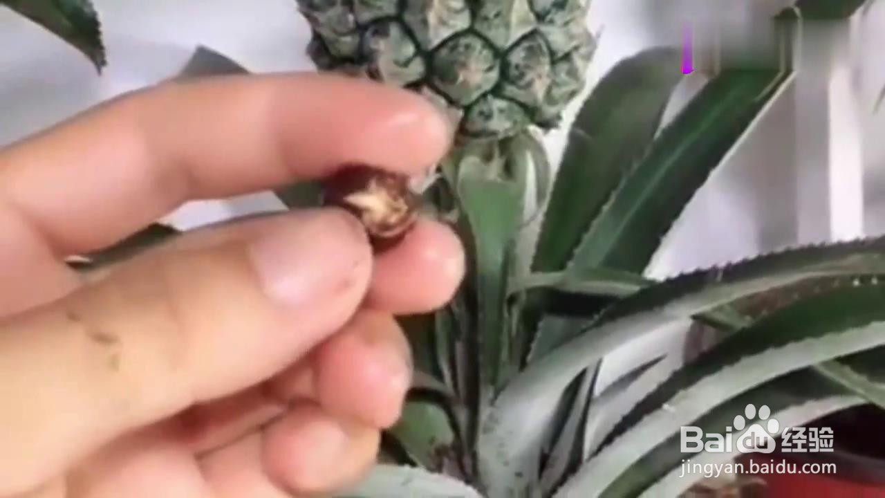 如何在家种植荔枝盆栽