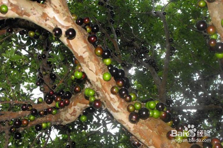 嘉宝果应该怎样种植？