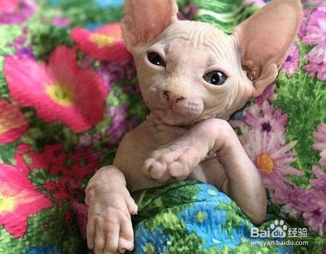 加拿大无毛猫(斯芬克斯猫)有哪些生活习性?