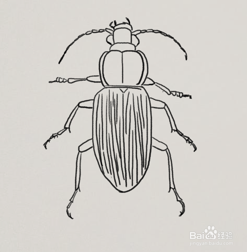 昆虫简笔画大全黑甲图片