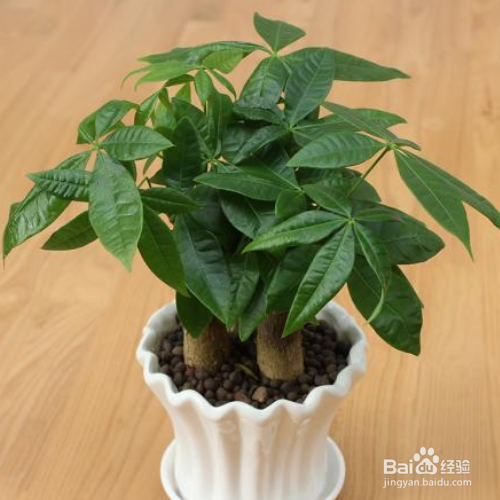 小发财树怎么养才茂盛,怎么浇水