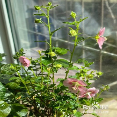 小木槿要怎样爆花多多