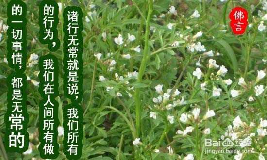 如何达到无我境界