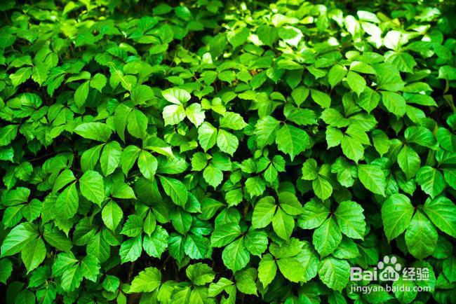 绿色植物光合作用