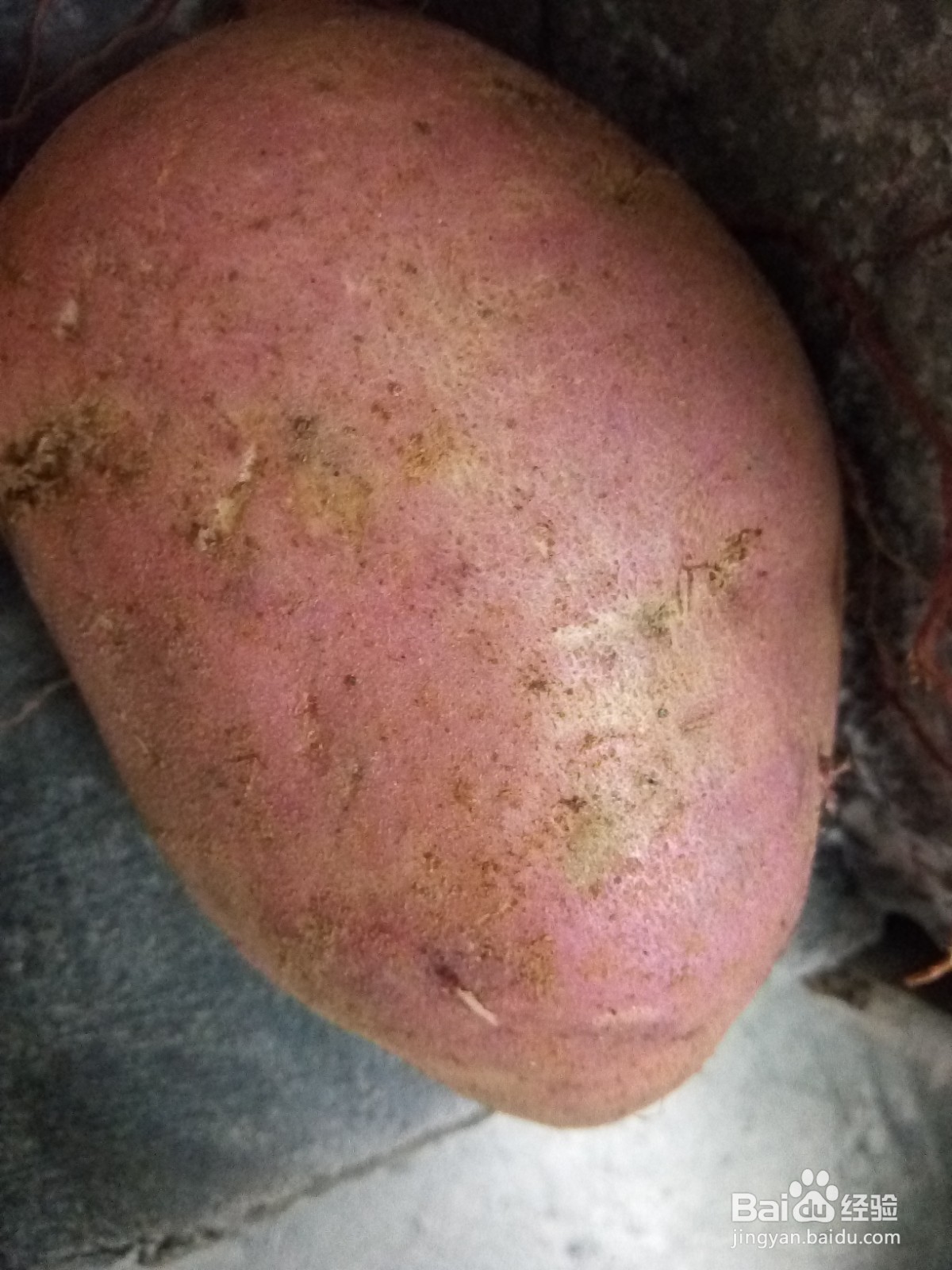 营养的小米地瓜粥