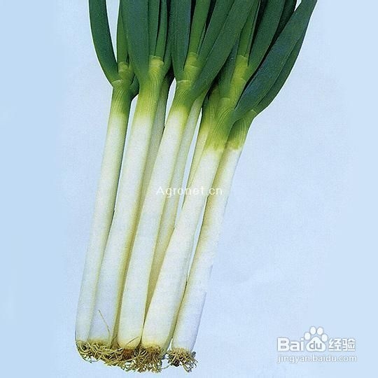 祛疤不留痕的小方法