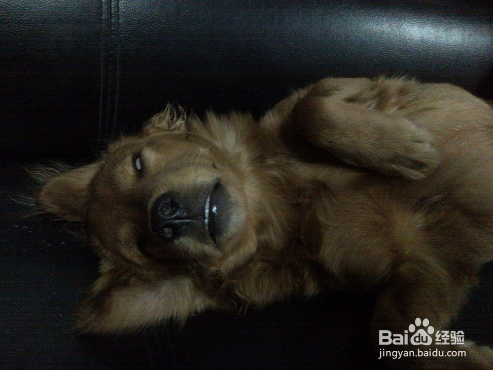 狗狗的睡眠状态