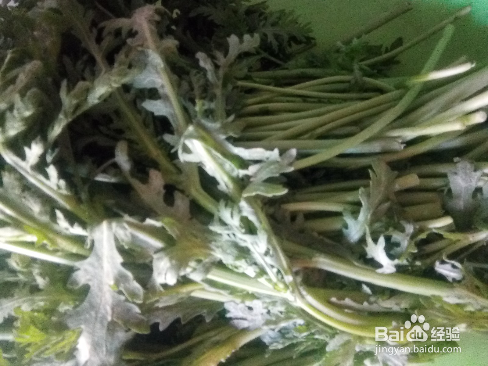 茼蒿炒松仁小肚