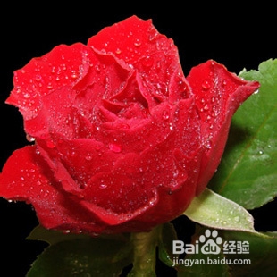 自制玫瑰花茶保湿美白面膜