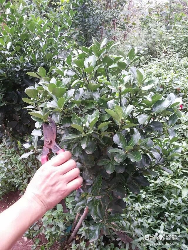 怎么把万年青修剪成圆形？