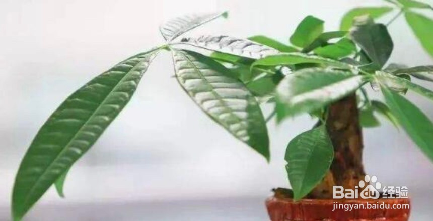 怎样让发财树枝繁叶茂