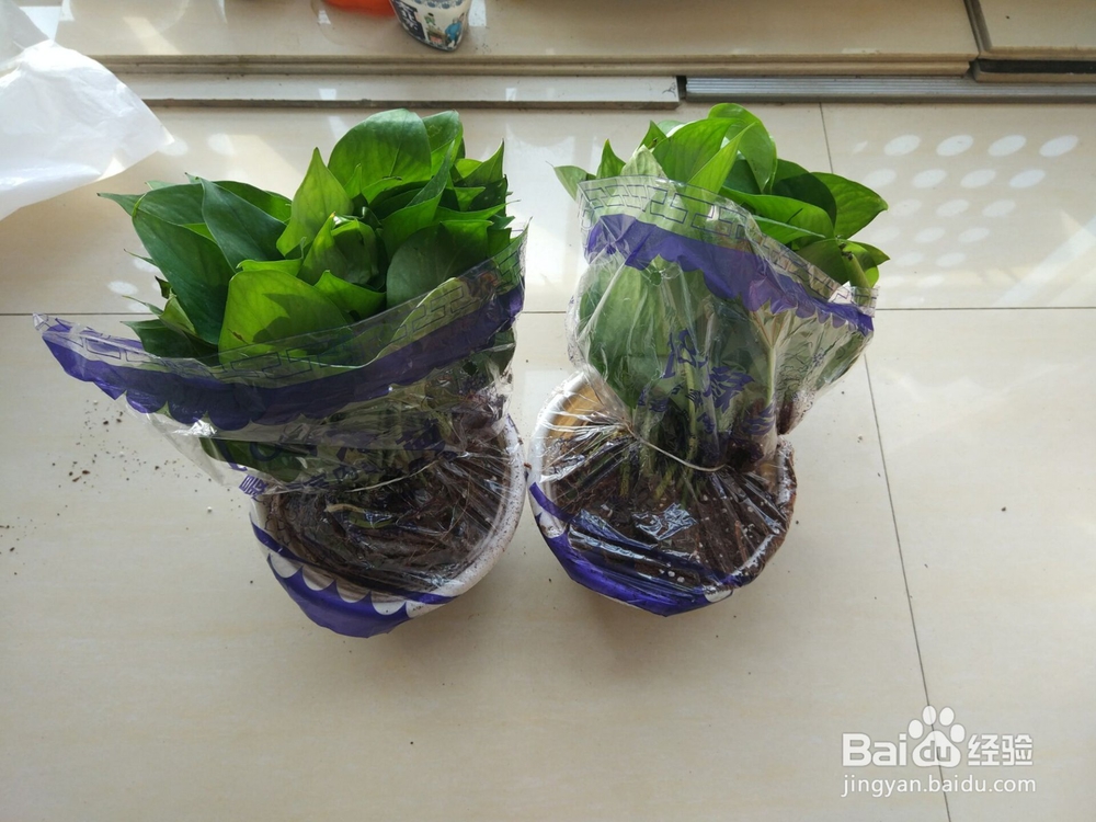 网购来的绿萝(绿植)怎么上盆?怎么打理?