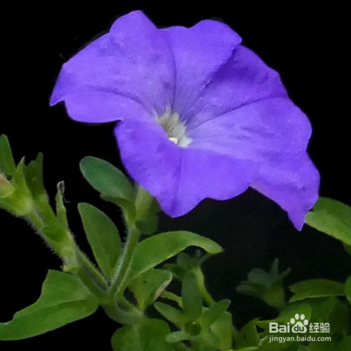 矮牵牛的叶子变黄了怎么办?