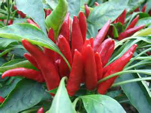 怎样才能生一个健康的小宝宝