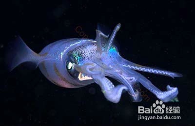 几种食物暖子宫 远离宫寒气色好