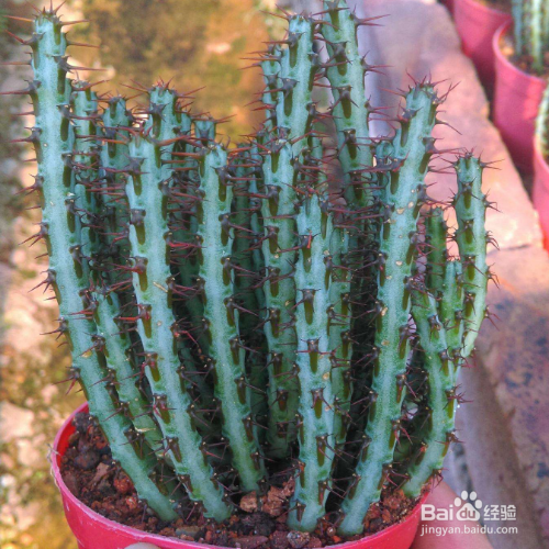 铜绿麒麟怎么让它生长的很茂盛?