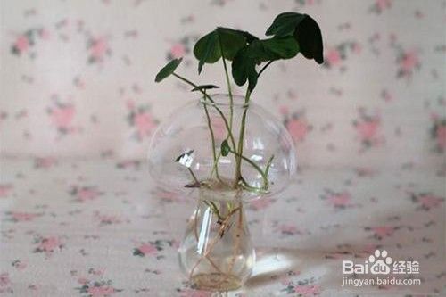 蔷薇花能水培吗 百度经验 蔷薇花能水培吗 百度经验