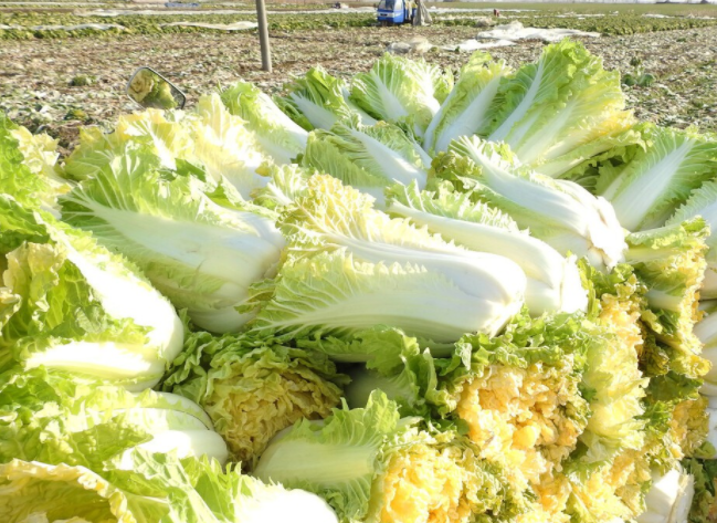 晚上零下5度白菜怕冻吗