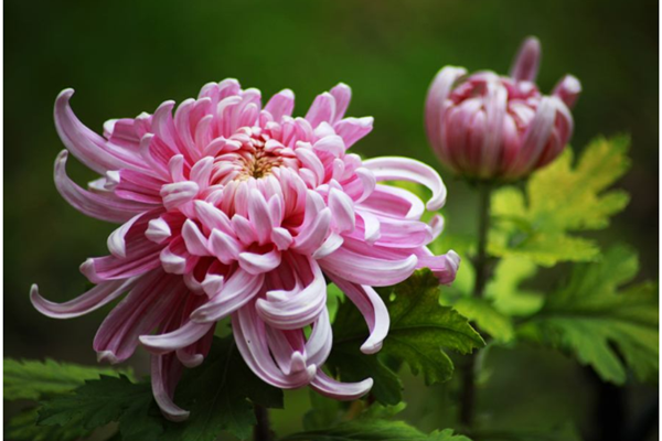 菊花总共有几种分别有什么药用