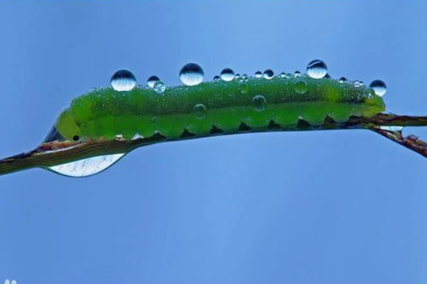 我不能把我病态的恐惧传给他运用了什么的描写手法